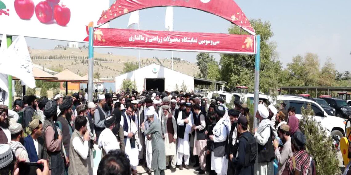 کرنې وزارت: افغانستان د غنمو تولید برخه کې پر ځان بسیاینې ته نږدې شوی