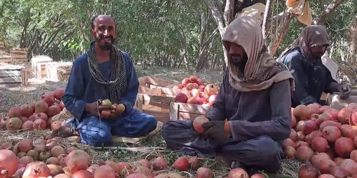 وچکالۍ د کندهار انارو حاصلات لس سلنه کم کړي