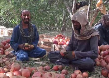 وچکالۍ د کندهار انارو حاصلات لس سلنه کم کړي