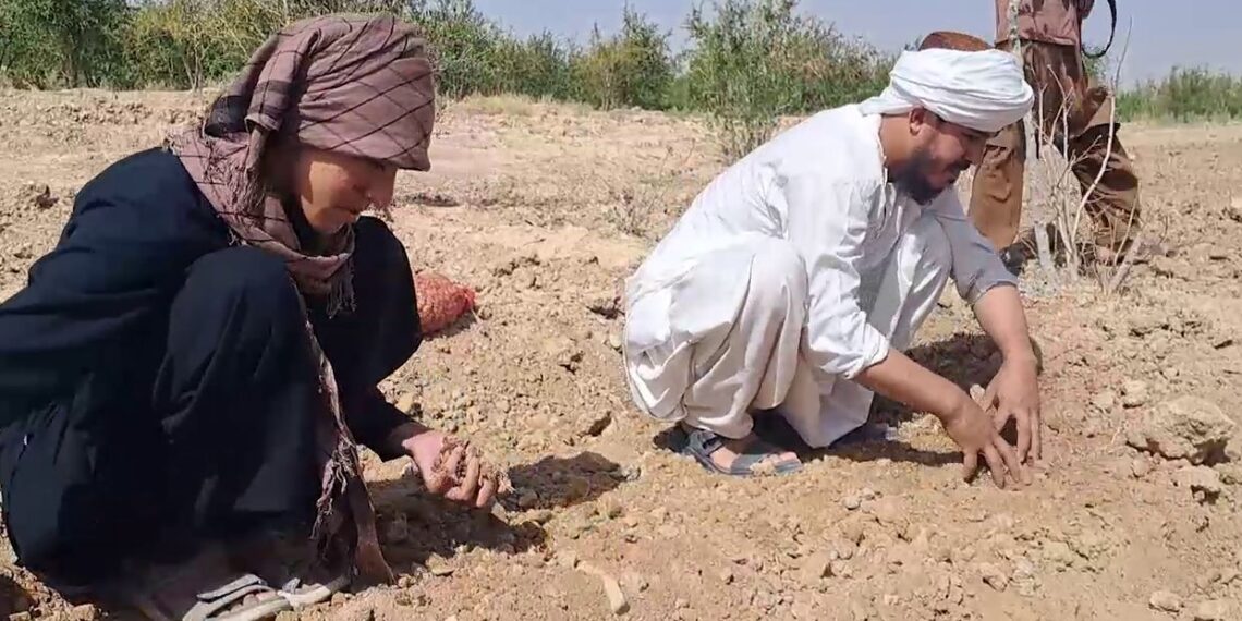 کندهار کې کروندګرو ته د زعفرانو تخم وېشلو لړۍ پیل شوه