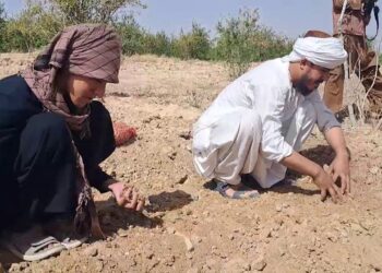 کندهار کې کروندګرو ته د زعفرانو تخم وېشلو لړۍ پیل شوه