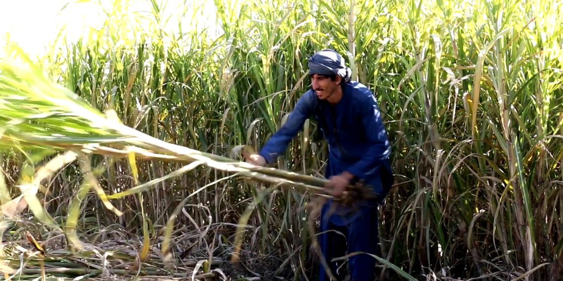 خوست کې پر۴۰ هټکاره ځمکې ګني کرل شوي