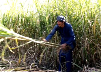 خوست کې پر۴۰ هټکاره ځمکې ګني کرل شوي