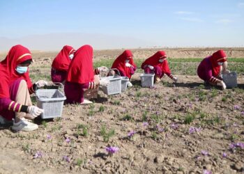 د اقلیمي بدلون ناوړه اغېز: هرات کې د زعفرانو حاصلات کم شوي