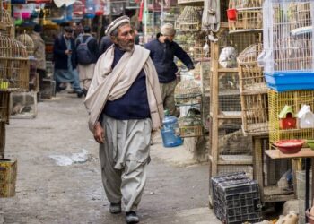 کابل کې د مرغانو پېر او پلور ځانګړی بازار لا هم تود دی