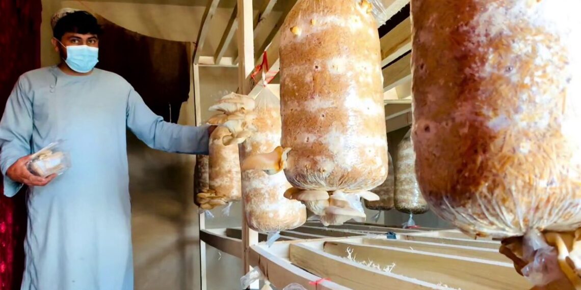 کندهار کې د مرخېړیو ترویج لپاره هڅې زیاتې شوې دي