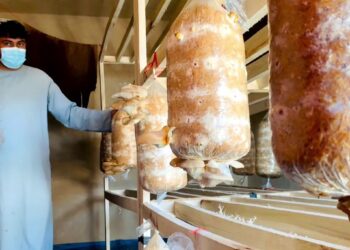 کندهار کې د مرخېړیو ترویج لپاره هڅې زیاتې شوې دي