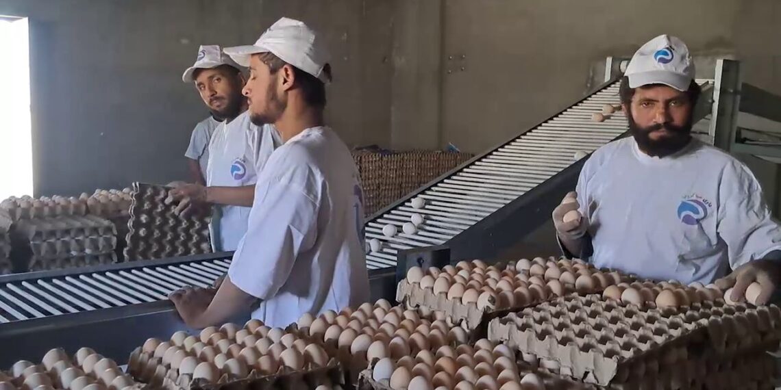 کندهار د چرګ غوښې او هګیو په تولید کې ځان بسیاینې ته نږدې شوی