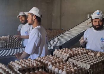 کندهار د چرګ غوښې او هګیو په تولید کې ځان بسیاینې ته نږدې شوی