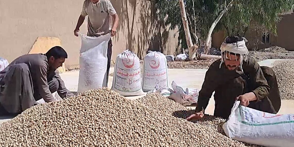 کندهار کې د پستې کلني حاصلات ۹۸۴ ټنو ته رسېدلي