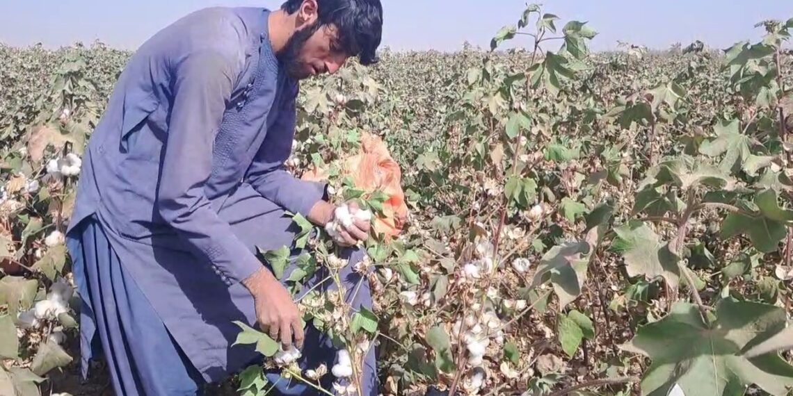 روان کال کندهار کې پر شاوخوا۲۰۰۰ هکټاره ځمکې د پنبې کښت شوی