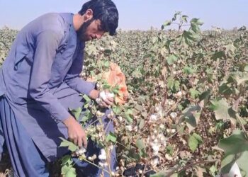 روان کال کندهار کې پر شاوخوا۲۰۰۰ هکټاره ځمکې د پنبې کښت شوی