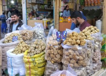 ننګرهار کې د ګنیو حاصلات او د ګوړې تولید زیات شوی