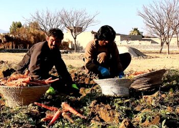 خوستي کروندګر د ګازرو  پروسېس برخه کې د فابریکو غوښتنه کوي