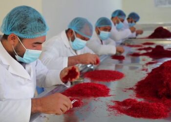 د هرات زعفرانو په لسم پرله پسې کال هم لومړی مقام خپل کړ