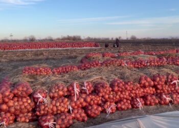 د سرپل بزګران د کرنیزو محصولاتو لپاره د بازار له نه شتوالي شکایت کوي
