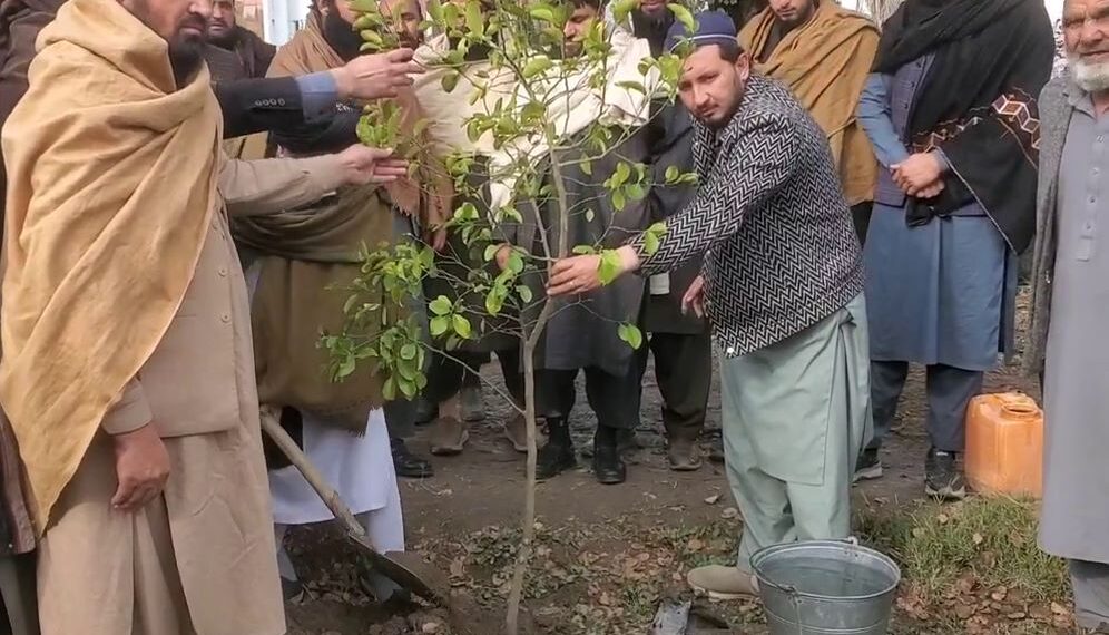 ننګرهار کرنې ریاست: روان کال به ۴.۷  میلیونه نوي نیالګي کېنول شي