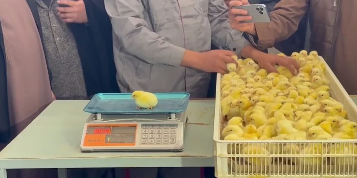 بلخ کې د چرګوړو د تولید نوی فارم به هره میاشت ۳۰۰ زره چرګوړي تولید کړي