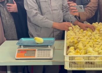 بلخ کې د چرګوړو د تولید نوی فارم به هره میاشت ۳۰۰ زره چرګوړي تولید کړي