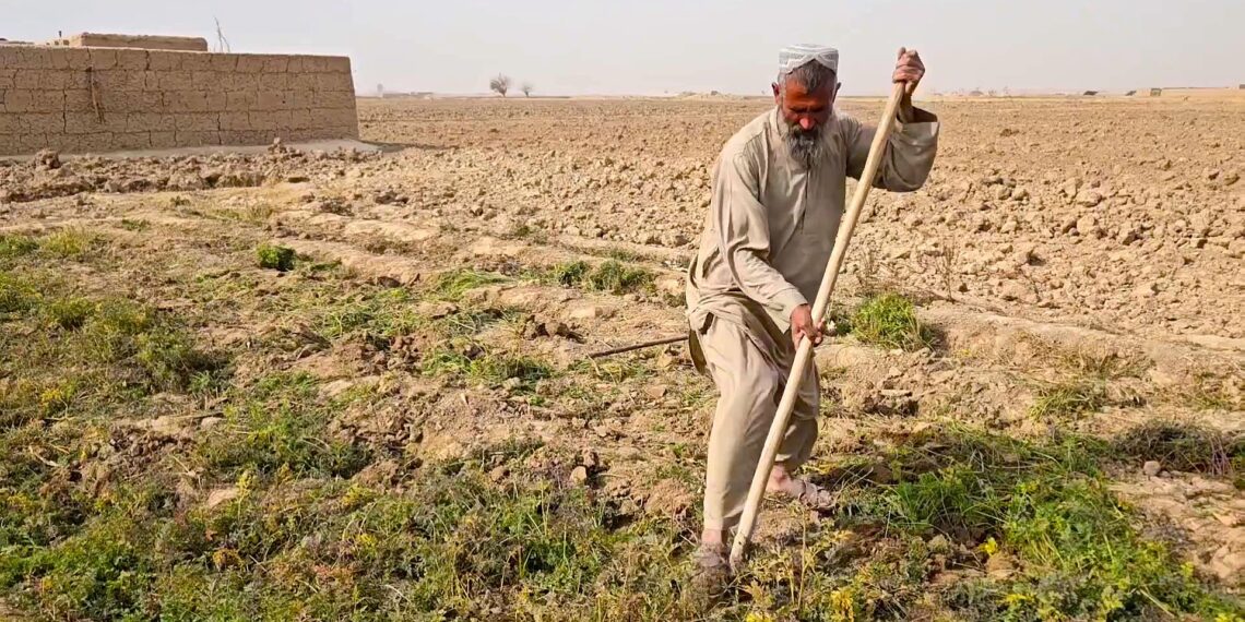 هلمند کروندګر: د کوکنارو بدیل کښت مو اړتیاوې نه پوره کوي