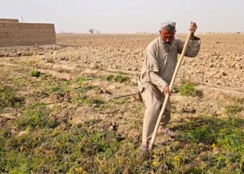 هلمند کروندګر: د کوکنارو بدیل کښت مو اړتیاوې نه پوره کوي