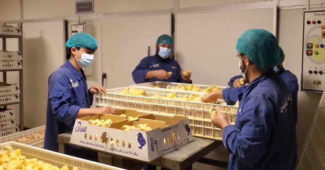 کرنې ریاست: کندهار کې هره میاشت ۲ میلیونه چرګوړي تولیدېږي