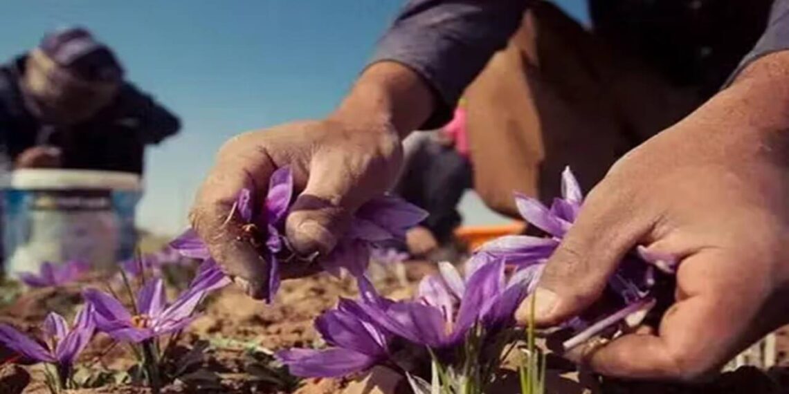 مسوولین: له کندهاره بهر ته د زعفرانو د صادراتو کچې زیاتولو هڅې روانې دي
