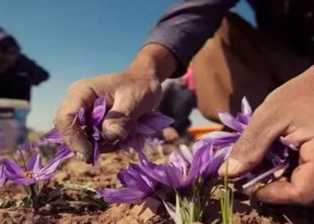 مسوولین: له کندهاره بهر ته د زعفرانو د صادراتو کچې زیاتولو هڅې روانې دي