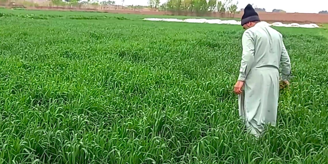 وروستیو ورښتونو هرات کې کرنیزو حاصلاتو ته د کروندګرو هیلې زیاتې کړې دي