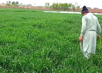 وروستیو ورښتونو هرات کې کرنیزو حاصلاتو ته د کروندګرو هیلې زیاتې کړې دي