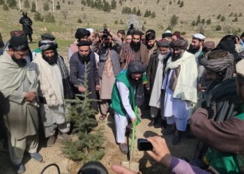 کرنې وزارت: روان کال د ټول هېواد په کچه ۱۹ میلیونه نیالګي کېنول کېږي