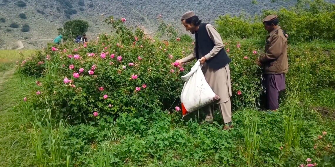 د کوکنارو ښه بدیل؛ ننګرهار کې د ګلابو کاروبار وده کړې