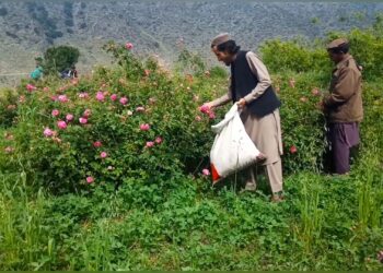 د کوکنارو ښه بدیل؛ ننګرهار کې د ګلابو کاروبار وده کړې