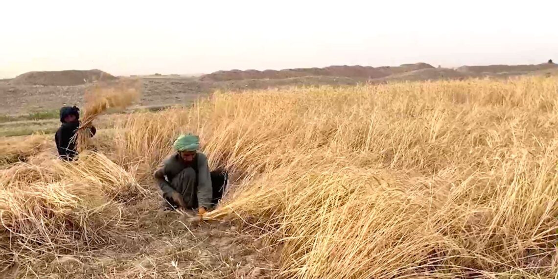 کندهار کې به سږ کال د غنمو له فصل ۳۶۹ زره ټنه حاصلات راټول شي