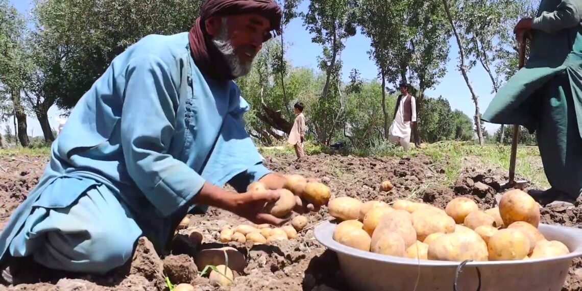 هرات کې د کچالو کروندګر: حاصلات ښه خو بیې ناهیلې کوونکې دي