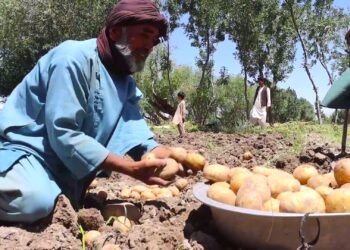 هرات کې د کچالو کروندګر: حاصلات ښه خو بیې ناهیلې کوونکې دي