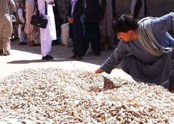 سمنګان کې د بادامو  بڼوال د  حاصلاتو له کمېدو شکایت کوي